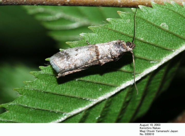 Pyralidae da confermare/determinare